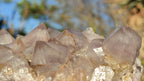 Natural Drusy Coated Spirit Cactus Flower Quartz Formations x 2 From Boekenhouthoek, South Africa - Toprock Gemstones and Minerals 