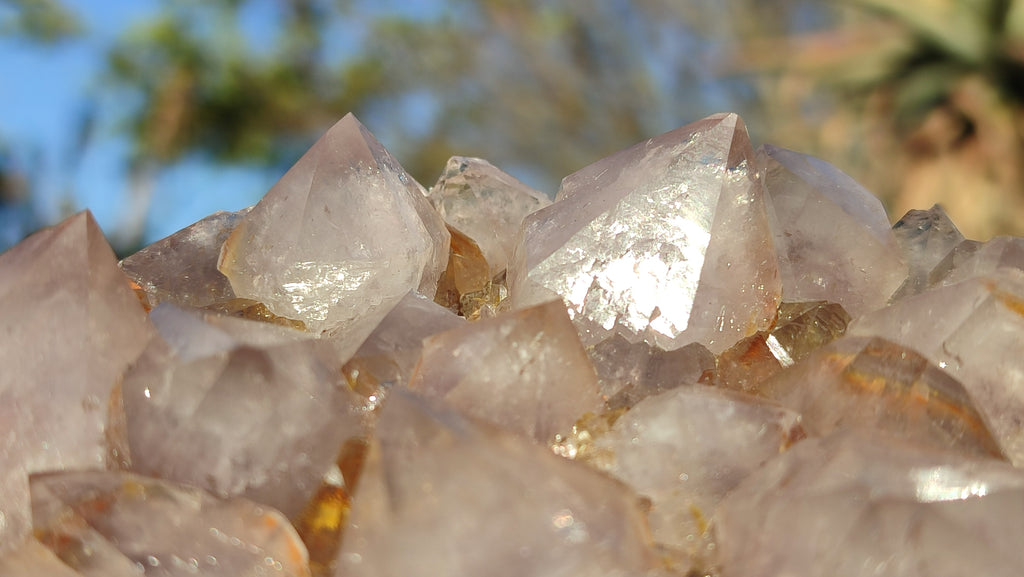 Natural Drusy Coated Spirit Cactus Flower Quartz Formations x 2 From Boekenhouthoek, South Africa - Toprock Gemstones and Minerals 