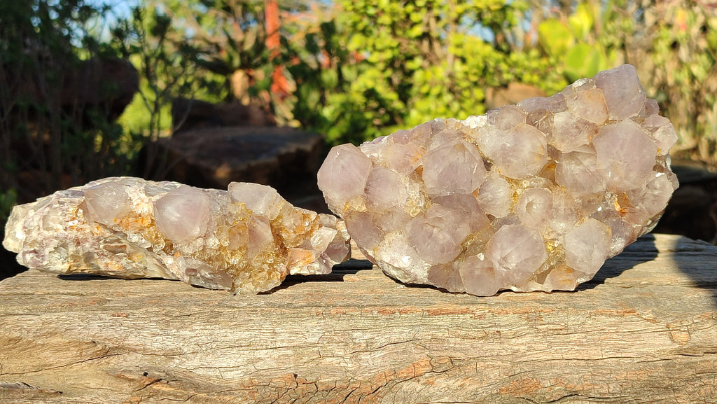 Natural Drusy Coated Spirit Cactus Flower Quartz Formations x 2 From Boekenhouthoek, South Africa - Toprock Gemstones and Minerals 