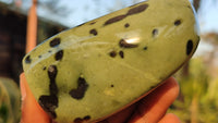 Polished Green Leopard Stone Free Forms  x 6 From Zimbabwe - Toprock Gemstones and Minerals 