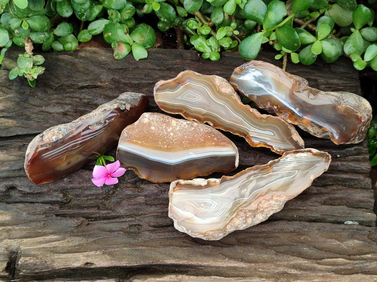 Polished On One Side River Agate Nodules x 5 From Limpopo River, South Africa