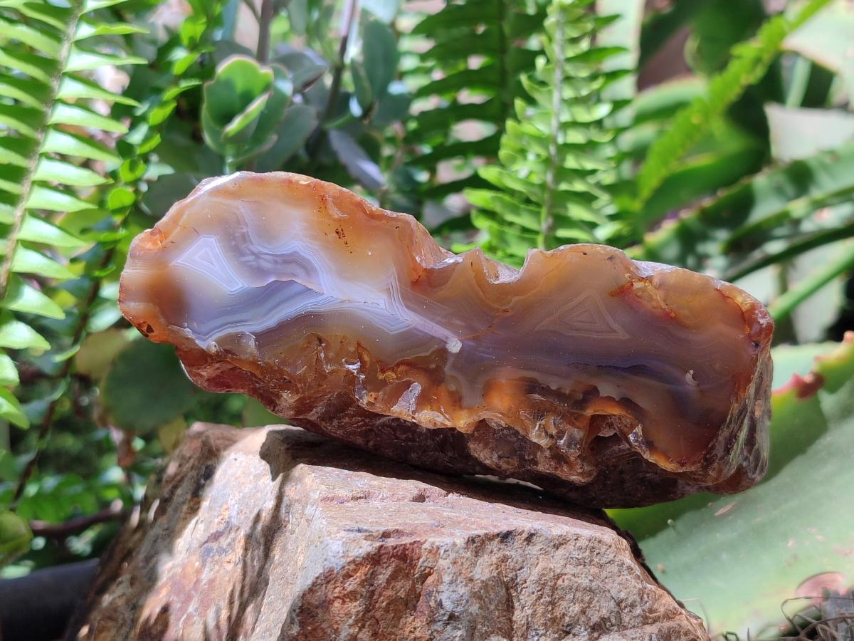 Polished On One Side River Agate Nodules x 5 From Limpopo River, South Africa