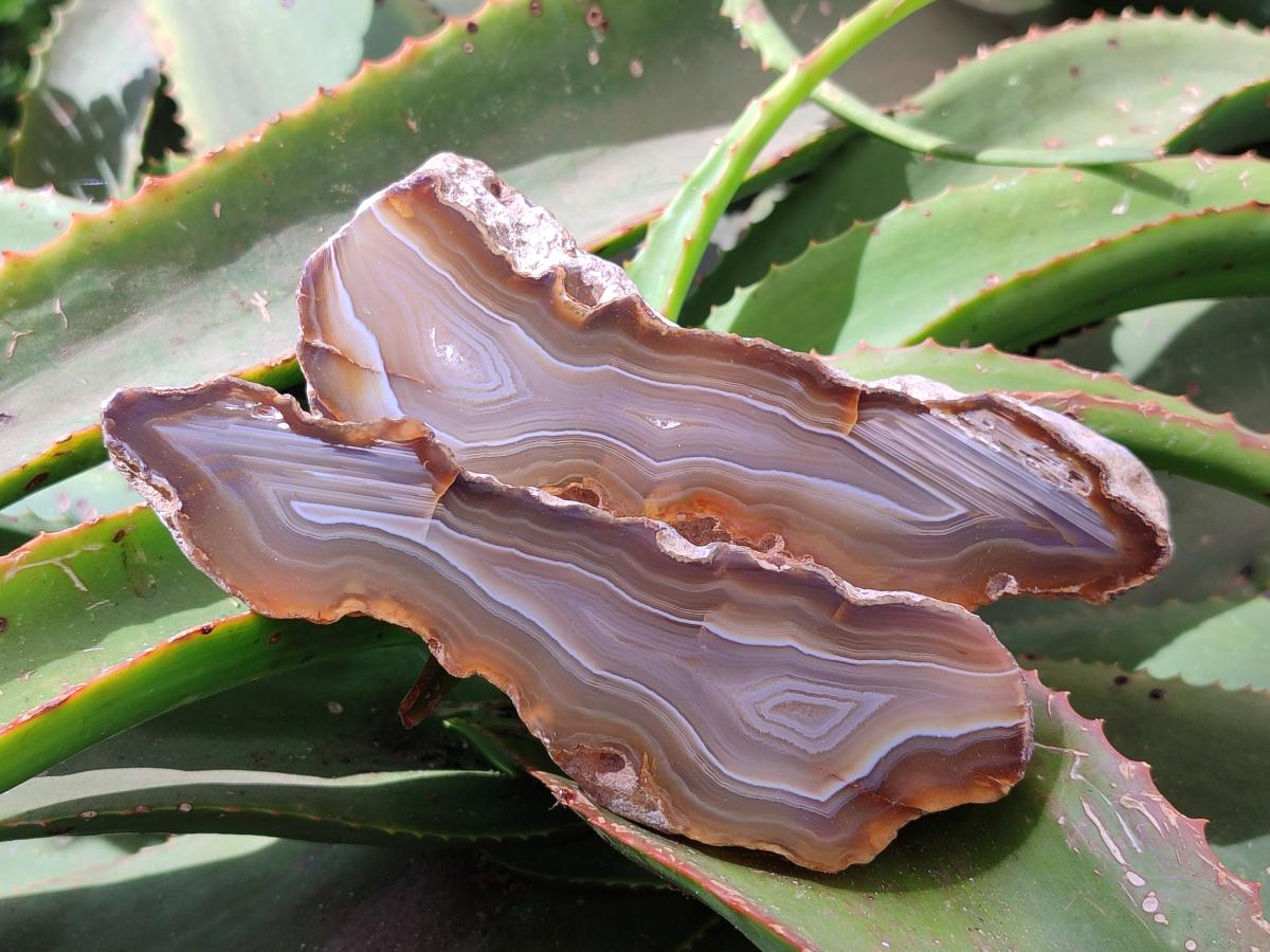Polished On One Side River Agate Nodules x 5 From Limpopo River, South Africa