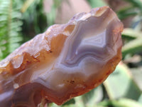 Polished On One Side River Agate Nodules x 5 From Limpopo River, South Africa