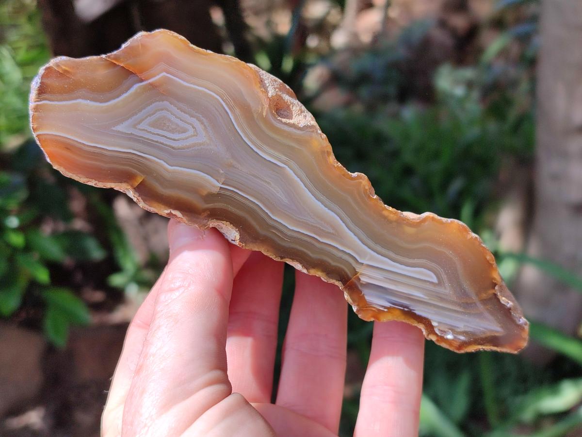 Polished On One Side River Agate Nodules x 5 From Limpopo River, South Africa