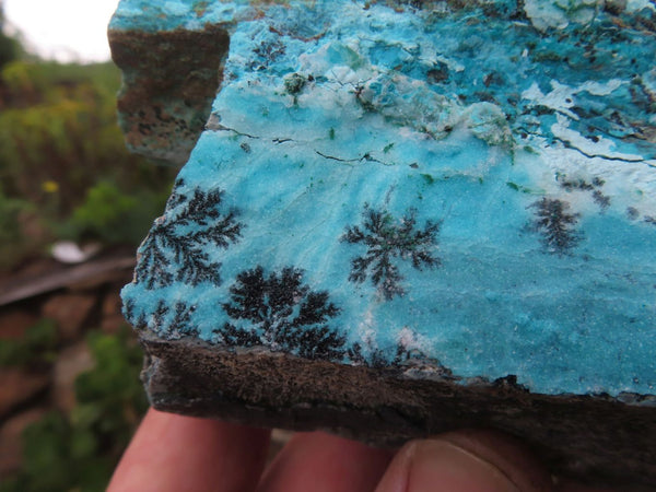Natural Drusy Coated Chrysocolla Specimens with Dendrites  x 2 From Likasi, Congo - TopRock