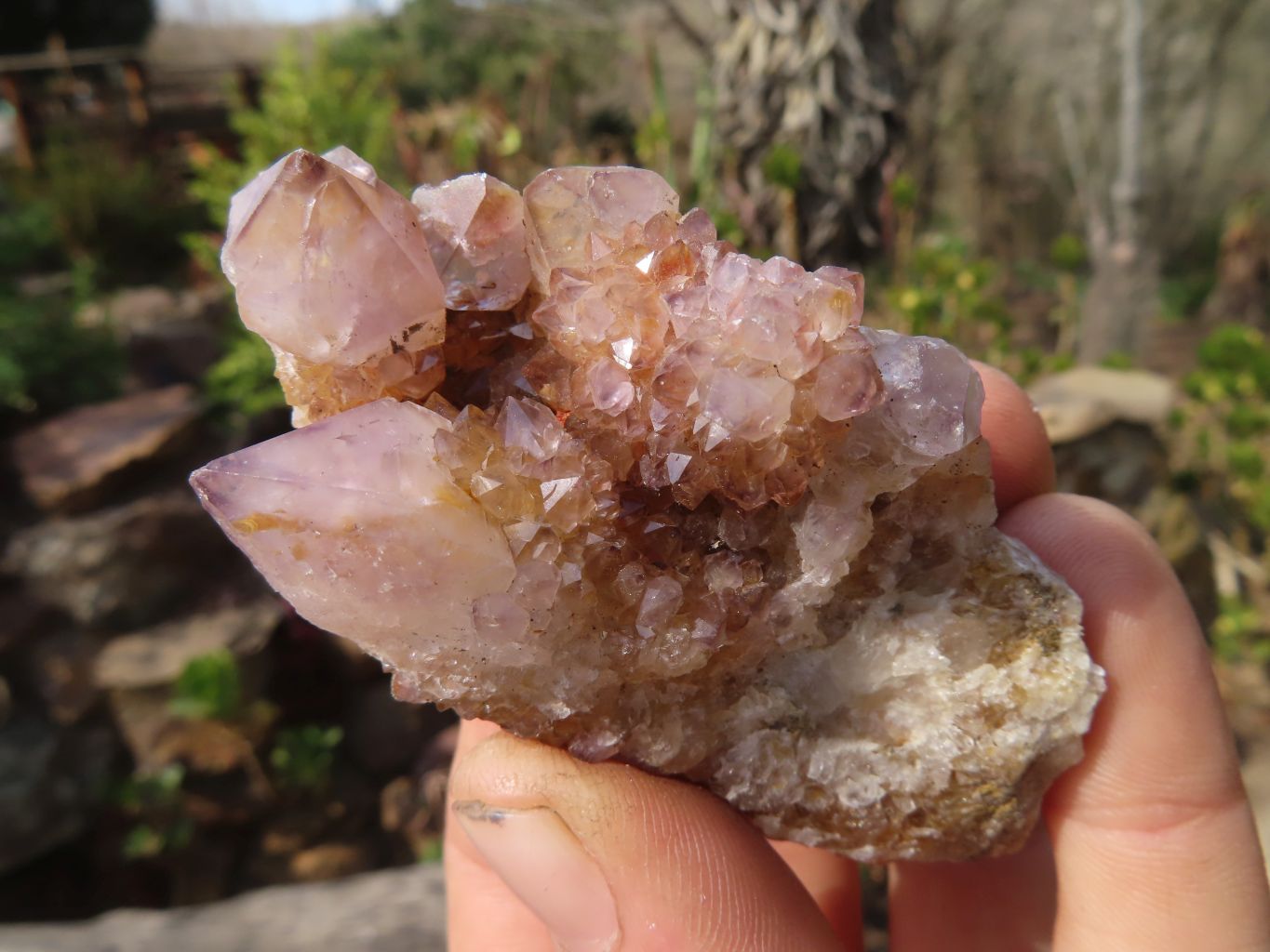 Natural Spirit Quartz Clusters x 12 From Boekenhouthoek, South Africa - Toprock Gemstones and Minerals 