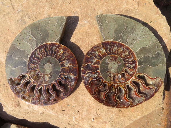 Polished Cut Ammonite Fossil Pair x 1 From Madagascar - TopRock