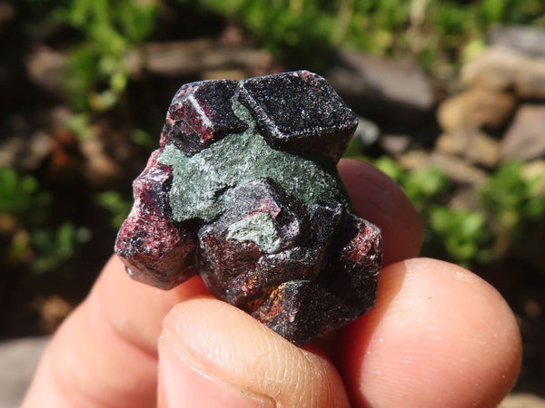 Natural Pyrope Garnet Crystals  x 49 From Zimbabwe - Toprock Gemstones and Minerals 