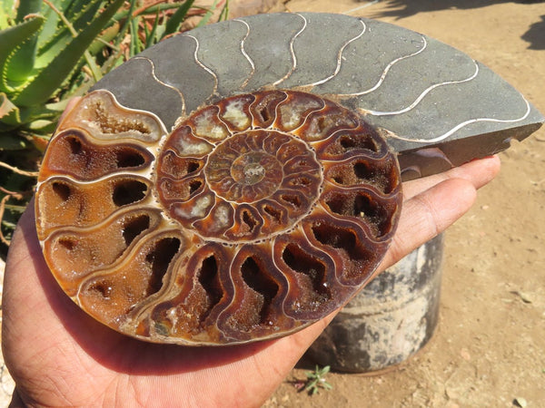 Polished Large Cut Ammonite Fossil Pair x 1 From Madagascar - TopRock