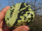 Polished Selected Leopard Stone Free Forms With Nice Colour & Patterns  x 5 From Zimbabwe - TopRock