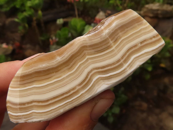 Polished Caramel Desert Agate Free Forms  x 19 From Namibia