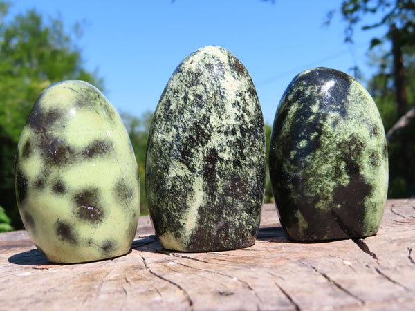 Polished Leopard Stone Standing Free Forms x 6 From Zimbabwe - TopRock