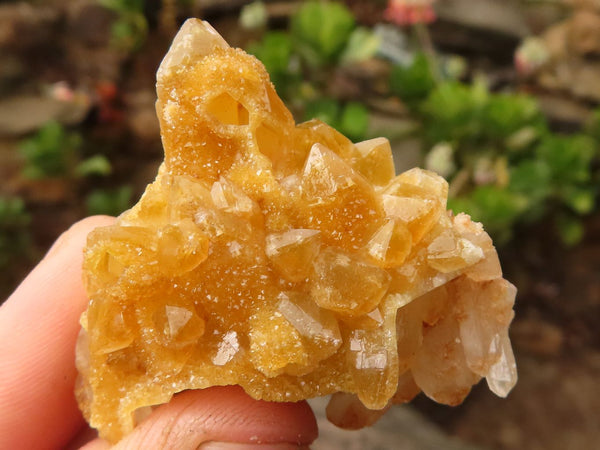 Natural Small Golden Limonite / Lemonite Quartz Clusters  x 70 From Zambia