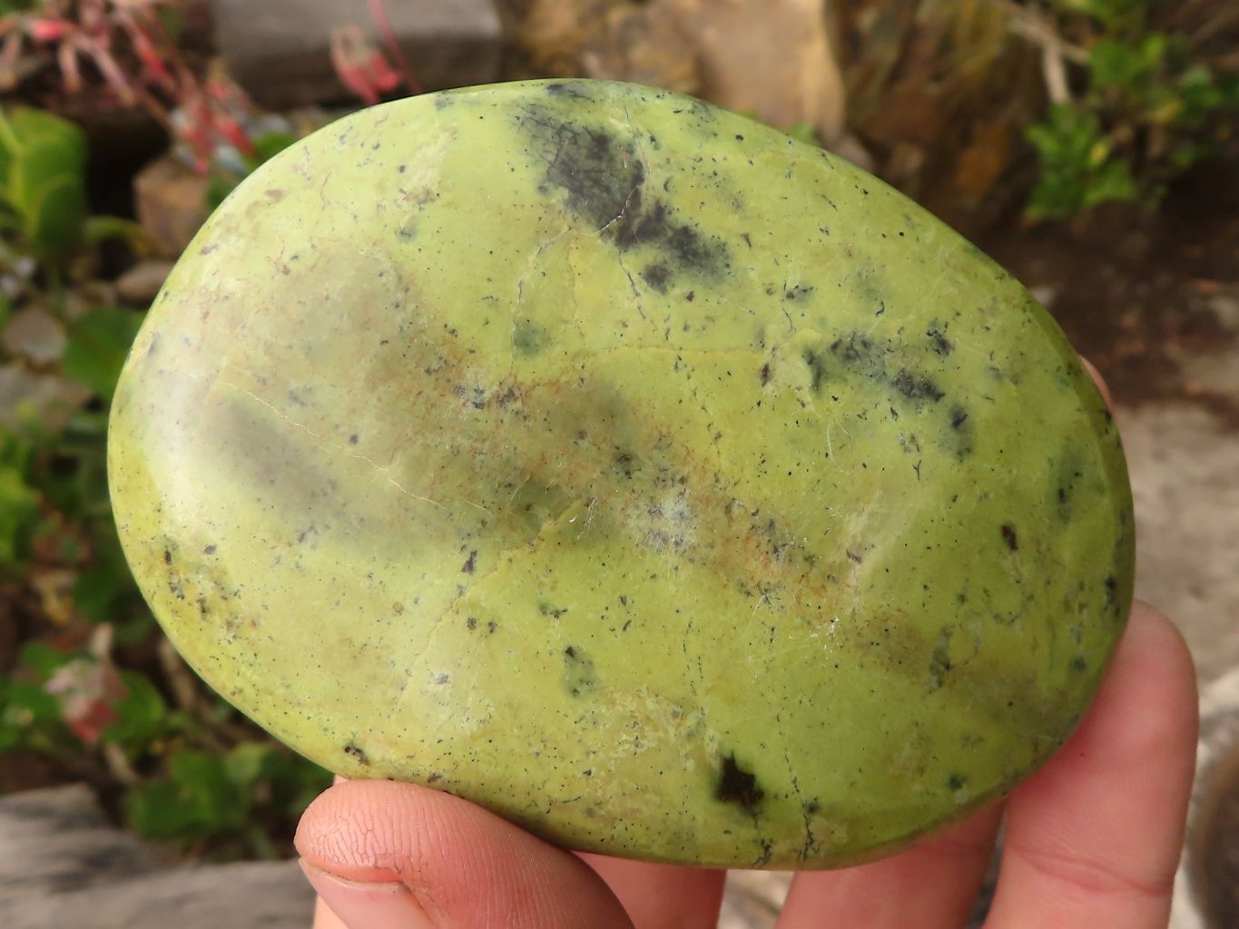 Polished Spotted Leopard Stone Free Forms  x 6 From Zimbabwe - Toprock Gemstones and Minerals 