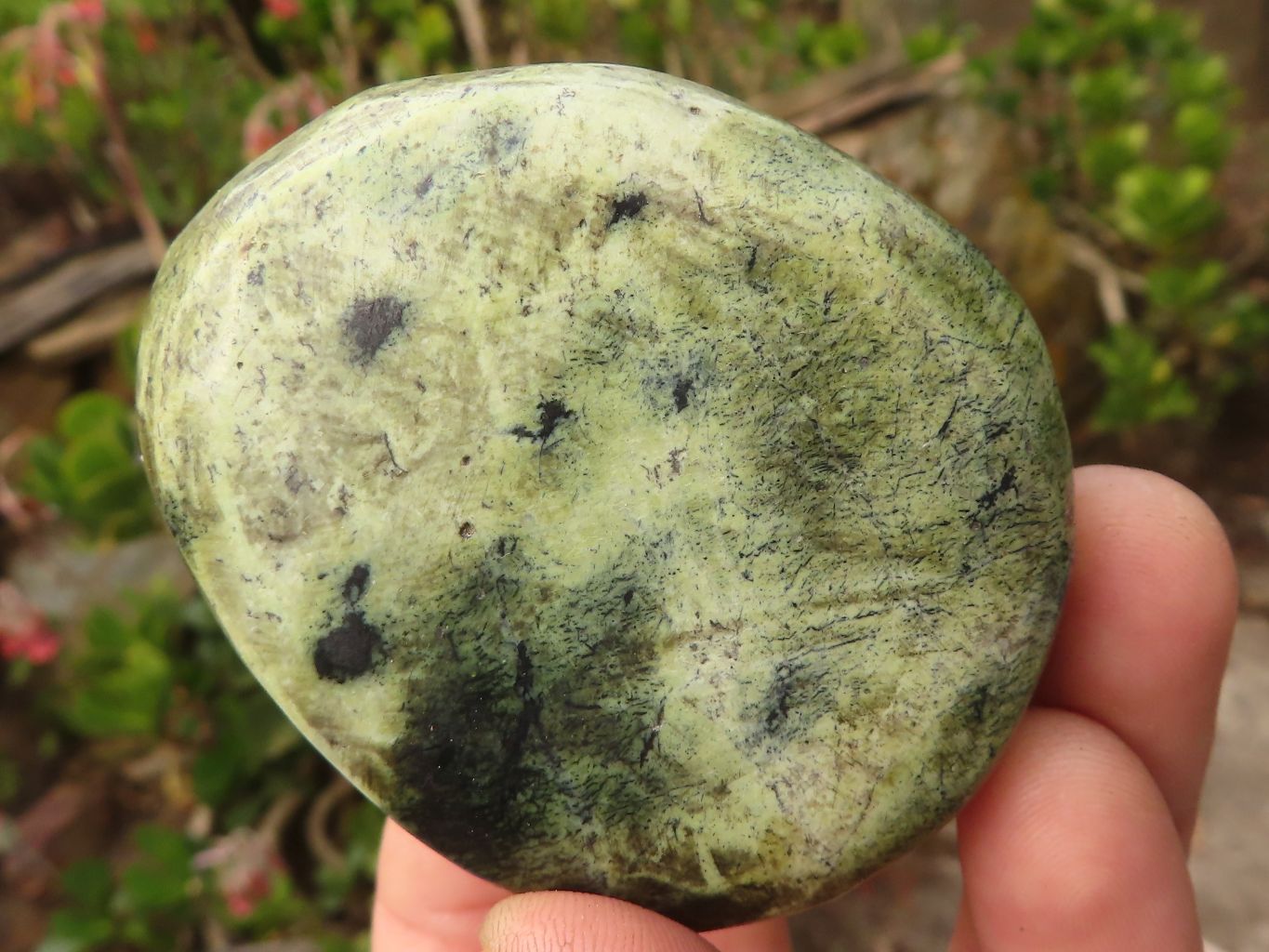 Polished Spotted Leopard Stone Free Forms  x 6 From Zimbabwe - Toprock Gemstones and Minerals 