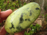 Polished Spotted Leopard Stone Free Forms  x 6 From Zimbabwe - Toprock Gemstones and Minerals 