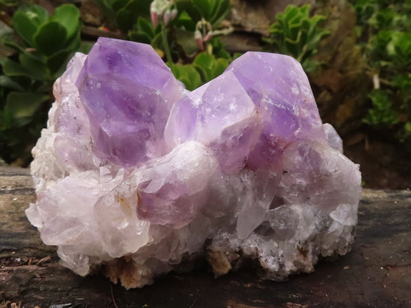 Natural Jacaranda Amethyst Clusters  x 2 From Zambia