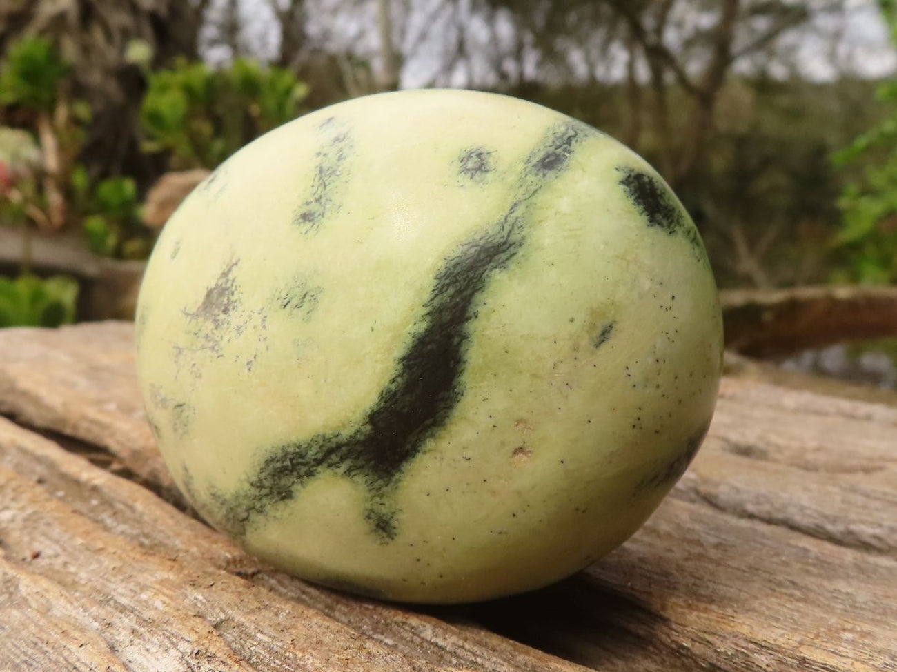 Polished Spotted Leopard Stone Gallets x 6 From Zimbabwe