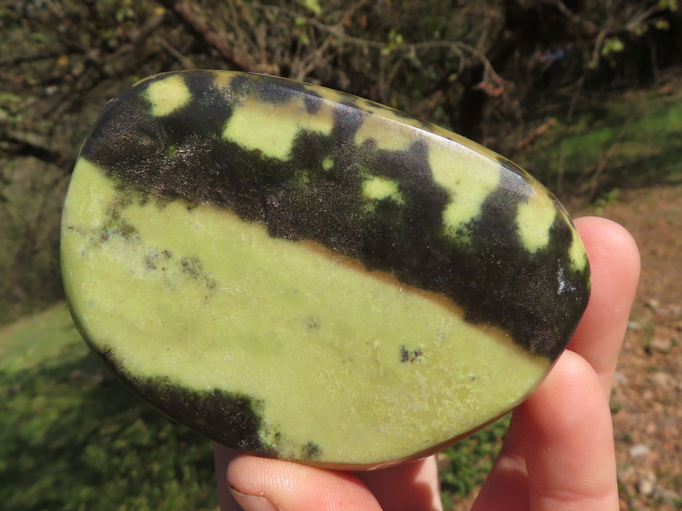 Polished Leopard Stone / Serpentine Free Forms  x 5 From Zimbabwe - TopRock