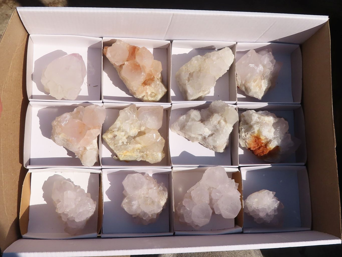 Natural White Cactus Flower Spirit Quartz Specimens x 12 From Boekenhouthoek, South Africa - Toprock Gemstones and Minerals 