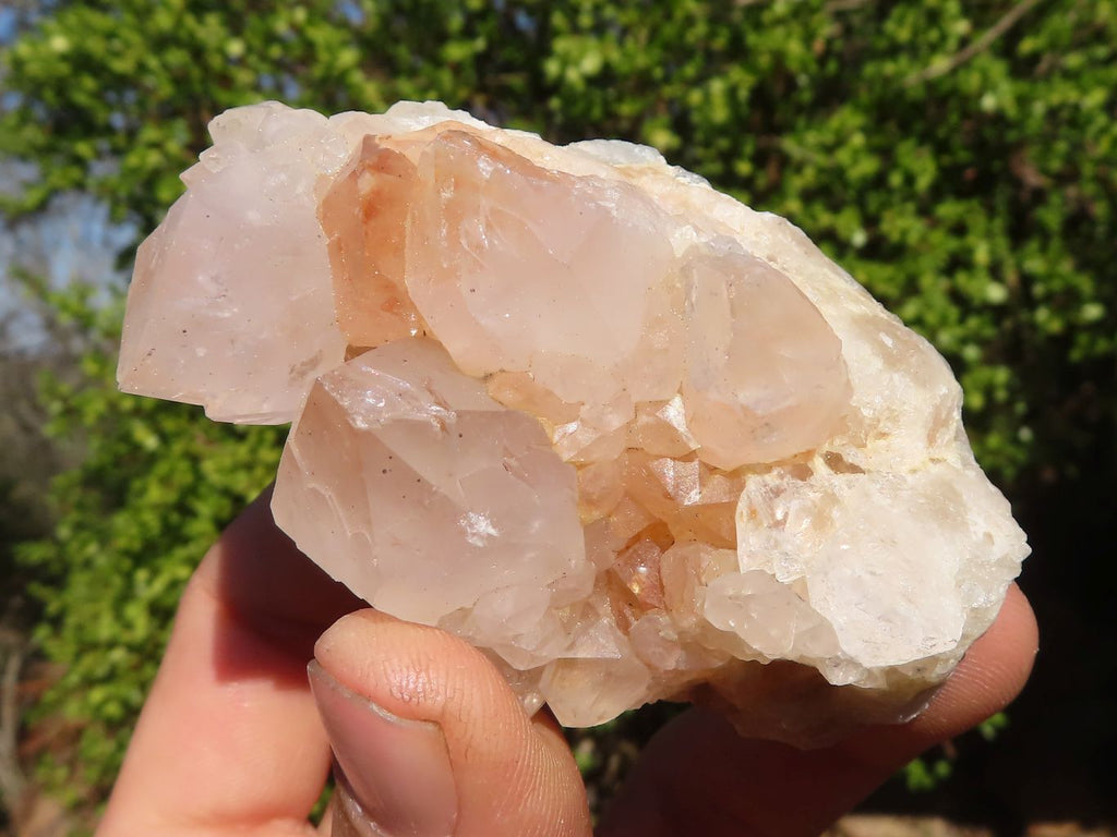 Natural White Cactus Flower Spirit Quartz Specimens x 12 From Boekenhouthoek, South Africa - Toprock Gemstones and Minerals 