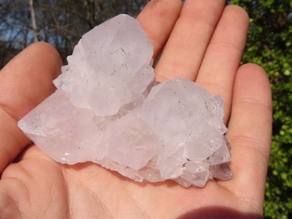 Natural White Cactus Flower Spirit Quartz Specimens x 12 From Boekenhouthoek, South Africa - Toprock Gemstones and Minerals 