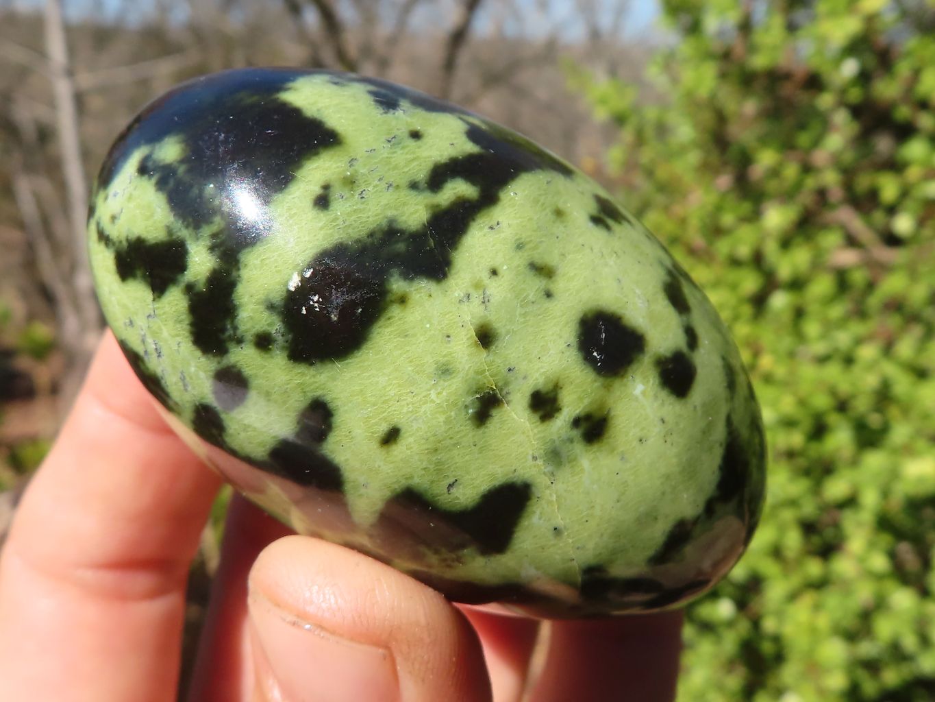 Polished Leopard Stone Palm Stones  x 6 From Zimbabwe - Toprock Gemstones and Minerals 