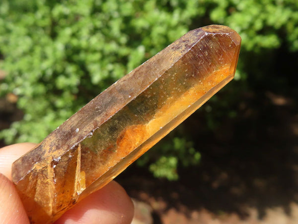 Natural Single Clear Smokey Quartz Crystals  x 1.8 Kg Lot From Zimbabwe