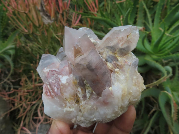 Natural Hematoid Quartz Crystals  x 6 From Karoi, Zimbabwe - TopRock