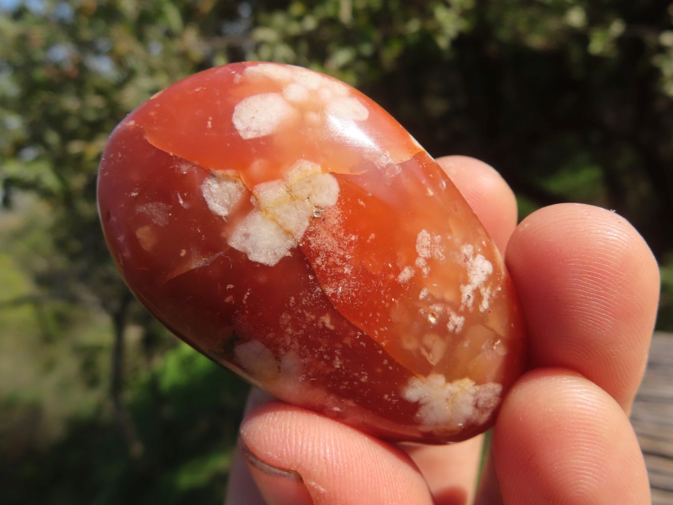 Polished Stunning Coral Flower Agate Gallets x 24 From Madagascar - TopRock