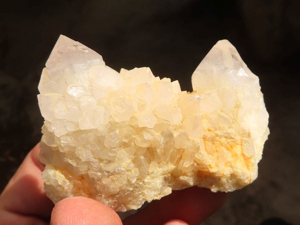 Natural White Cactus Flower Spirit Quartz Specimens x 12 From Boekenhouthoek, South Africa - Toprock Gemstones and Minerals 