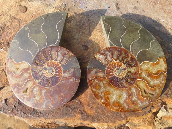 Polished Cut Ammonite Fossil Pairs x 2 From Tulear, Madagascar - TopRock