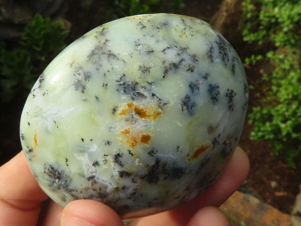 Polished Dendritic Opal Palm Stones  x 12 From Madagascar