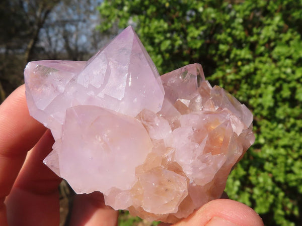 Natural Spirit Amethyst Cactus Quartz Clusters  x 6 From Boekenhouthoek, South Africa - Toprock Gemstones and Minerals 