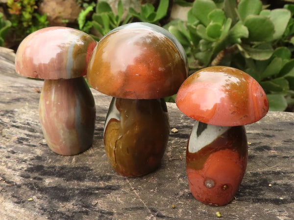 Polished Polychrome / Picasso Jasper Mushrooms  x 8 From Madagascar - TopRock