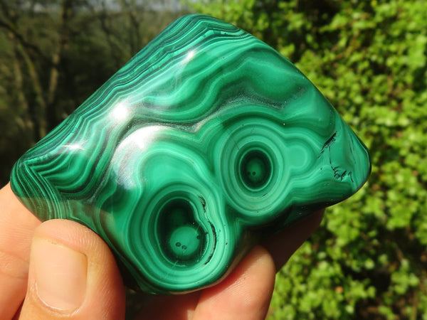 Polished Stunning Flower Banded Malachite Free Forms  x 6 From Congo