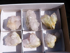 Natural White Cactus Flower Spirit Quartz Specimens x 6 From Boekenhouthoek, South Africa - Toprock Gemstones and Minerals 