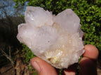 Natural White Cactus Flower Spirit Quartz Specimens x 6 From Boekenhouthoek, South Africa - Toprock Gemstones and Minerals 
