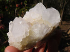 Natural White Cactus Flower Spirit Quartz Specimens x 6 From Boekenhouthoek, South Africa - Toprock Gemstones and Minerals 