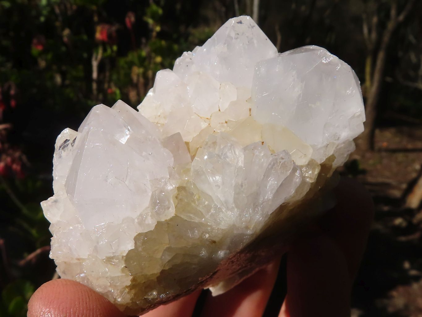 Natural White Cactus Flower Spirit Quartz Specimens x 6 From Boekenhouthoek, South Africa - Toprock Gemstones and Minerals 