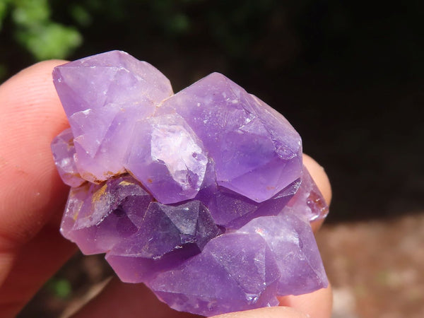 Natural Mini Flower Amethyst Crystals  x 61 From Madagascar - Toprock Gemstones and Minerals 