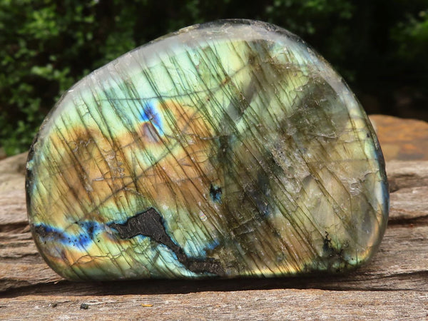 Polished Labradorite Standing Free Forms With Blue & Gold Flash  x 3 From Tulear, Madagascar