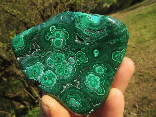 Polished Malacholla Free Forms With Gorgeous Flower & Banding Patterns  x 6 From Congo - TopRock