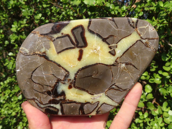 Polished Septerye Free Form Slices   x 4 From Madagascar