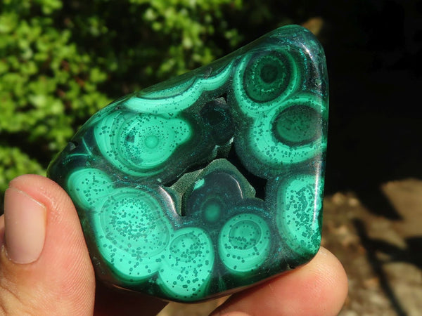 Polished Flower Banded Malachite Free Forms  x 12 From Congo