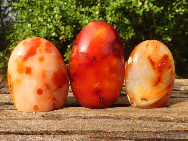Polished Carnelian Agate Standing Free Forms  x 6 From Madagascar - Toprock Gemstones and Minerals 