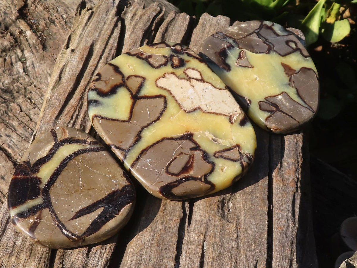 Polished Septerye Free Form Slices   x 3 From Mahajanga, Madagascar - Toprock Gemstones and Minerals 