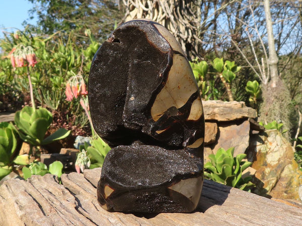Polished Septerye Sauvage Standing Free Form  x 1 From Mahajanga, Madagascar - Toprock Gemstones and Minerals 