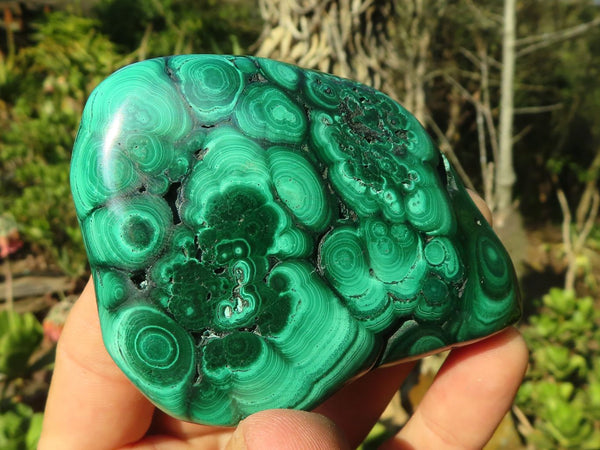Polished Flower Banded Malachite Free Forms  x 6 From Congo
